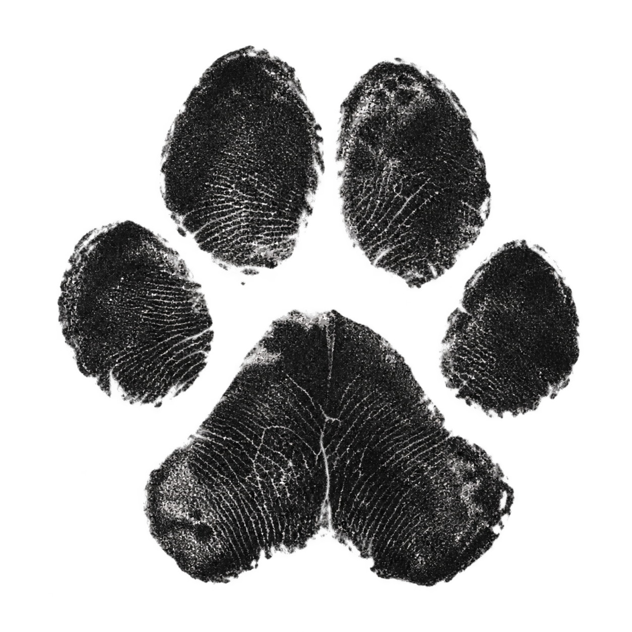 Black ink cat paw print for Dollar, my Maine Coon