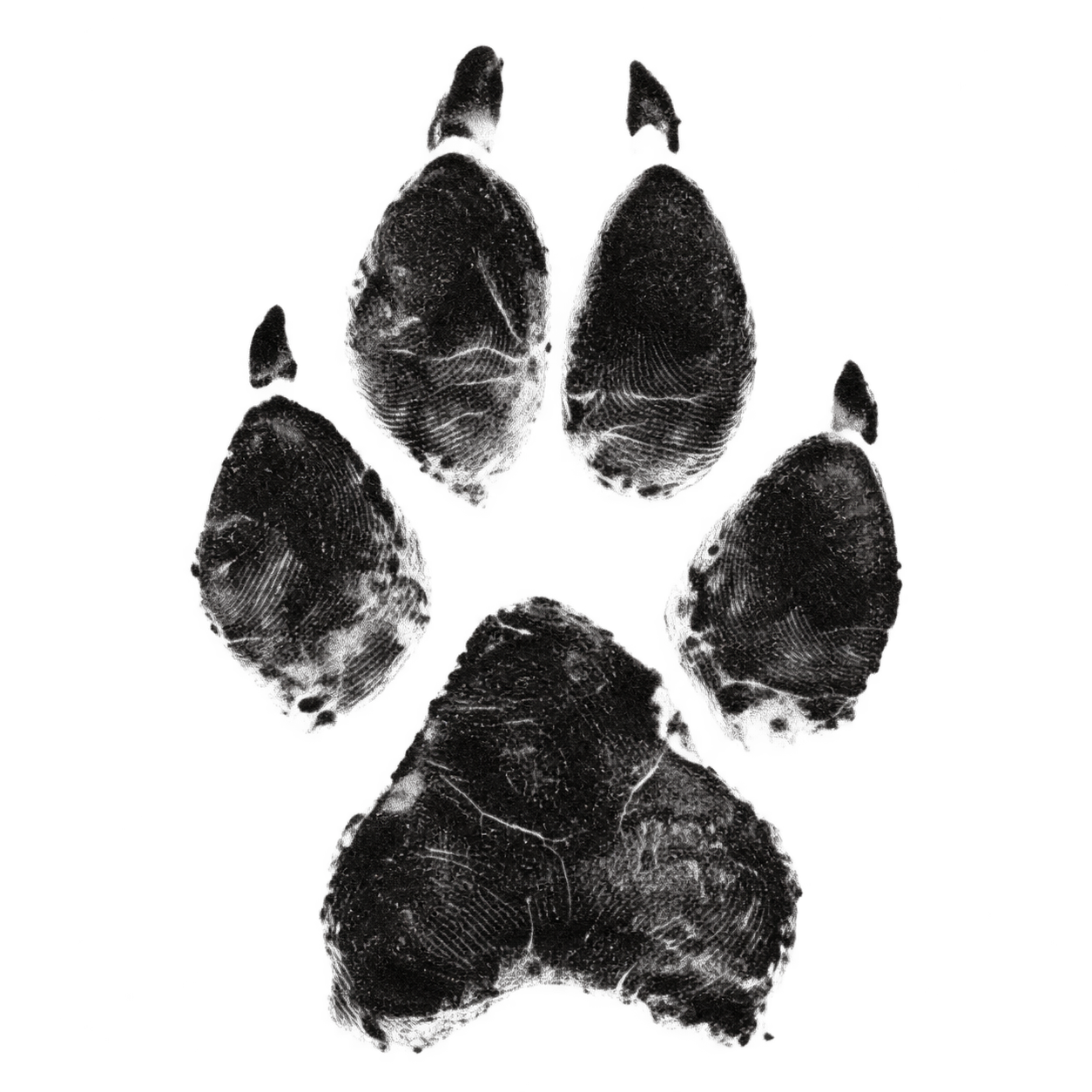 Black ink dog paw print for Yoshi, my Belgian Malinois